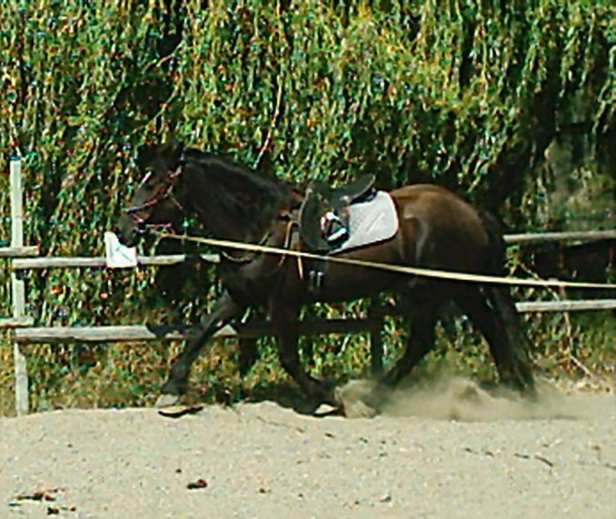 Bloomjuly272005lefttrot.JPG