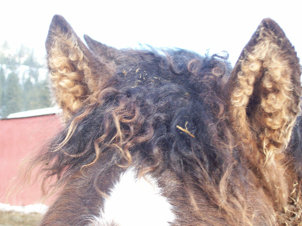 cruisefeb2009ears.jpg