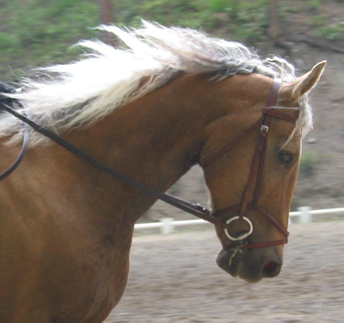 cuervoheadmay262007percent.jpg