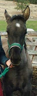 klairoct2103headsmaller1.JPG