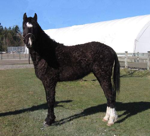 lex-left-smstallionshowmar2006left.JPG